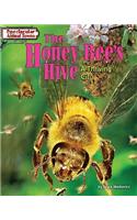 Honey Bee's Hive