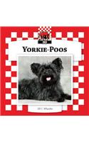 Yorkie-Poos