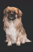 My Dog Notebook: Notebook