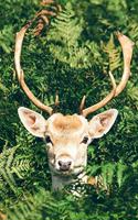 Deer in the Underbrush Journal