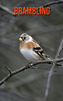 Brambling