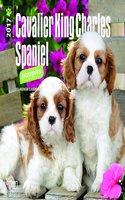 Cavalier King Charles Spaniel Puppies 2017 Calendar