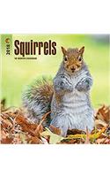 Squirrels 2018 Mini Wall Calendar