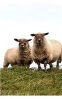 Sheepish Sheep Notebook