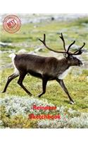 Reindeer Sketchbook