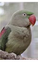 My Alexandrine Parakeet Notebook