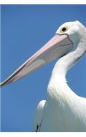 Pelican