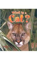 What is a Cat