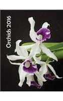 Orchids 2016