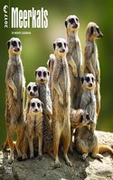 Meerkats 2017 Wall