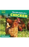The Life Cycle of a Chicken