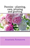 Peonies - planting, care, pruning and grafting