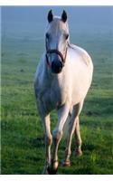 Equine Journal White Horse Galloping Across Field