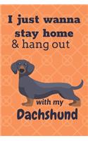 I just wanna stay home & hang out with my Dachshund