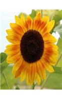 Sunflower Composition Book: 8.5 x 11 College Ruled Line Paper 200 pages (100 sheets)