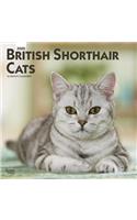 British Shorthair Cats 2020 Square Btuk