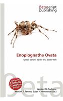 Enoplognatha Ovata: (English)