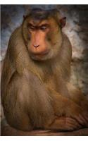 Grumpy Chunky Barbary Macaque Monkey Journal