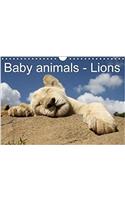 Baby Animals - Lions 2018