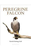 Peregrine Falcon