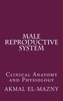 Male Reproductive System