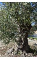 An Old Olive Tree on Pag Island Croatia Journal: 150 Page Lined Notebook/Diary