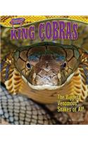 King Cobras: The Biggest Venomous Snakes of All!