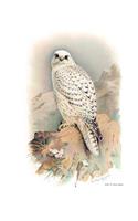 Greenland Gyrfalcon Composition Notebook