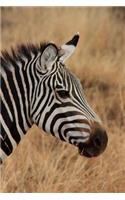 Side Profile Of a Wild Zebra in Africa Journal