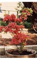Rhododendron Azalea Blooming in a Pot Journal: Take Notes, Write Down Memories in this 150 Page Lined Journal
