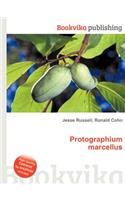 Protographium Marcellus