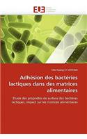 Adhésion des bactéries lactiques dans des matrices alimentaires