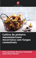 Cultivo de pinheiro mesoamericano micorrízico com fungos comestíveis