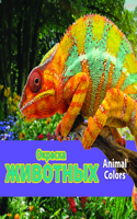 Окраска животных/Animal Colors (Russian)