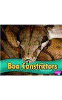 Boa Constrictors