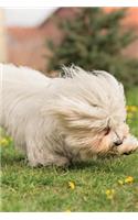 Coton de Tulear Notebook & Journal. Productivity Work Planner & Idea Notepad: Brainstorm Thoughts, Self Discovery, to Do List