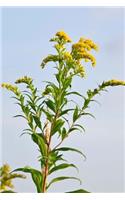 Nebraska State Flower - Goldenrod Journal