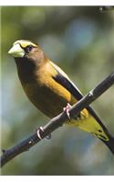 Evening Grosbeak Bird Perched on a Branch Journal: 150 Page Lined Notebook/Diary