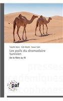 Les Poils Du Dromadaire Tunisien