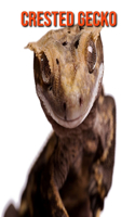 Crested Gecko
