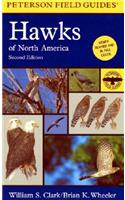 Hawks of North America