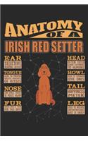 Anatomy Of A Irish Red Setter