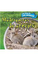 Madrigueras de Conejos (Inside Rabbit Burrows)