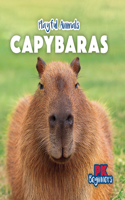 Capybaras