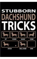 Stubborn Dachshund Tricks