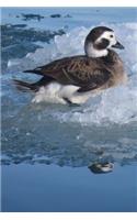 Long-Tailed Duck Journal (Clangula Hyemalis): 150 Page Lined Notebook/Diary
