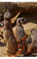 Meerkat Notebook - Journal Gift for Cute Animal Lovers