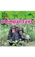 Chimpanzees
