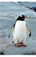 A Solitary Penguin Standing Sentry Journal: 150 Page Lined Notebook/Diary
