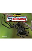 Deadly Black Widows